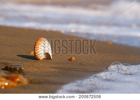 nautilus pompilius sea shell seashell on black sand beach, Isle of Wight