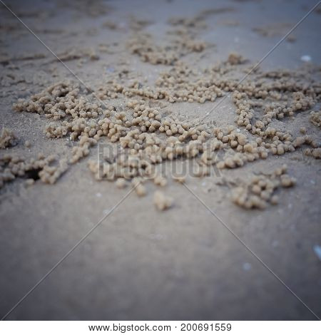 Fiddler crab making sand balls on the beach