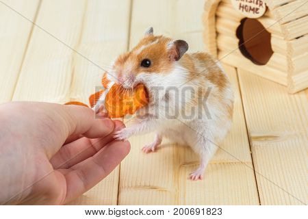 The hamster takes the dried apricots out of the girl's hand.