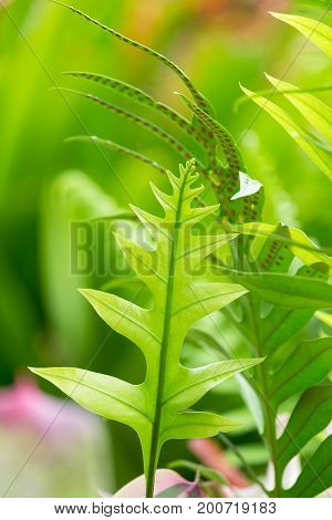 Fresh green fern leaves on green background in the garden sunlight. The texture of fern leaves Fern leaf in Forest. Garden and Green wall.