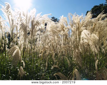 Whitegrass