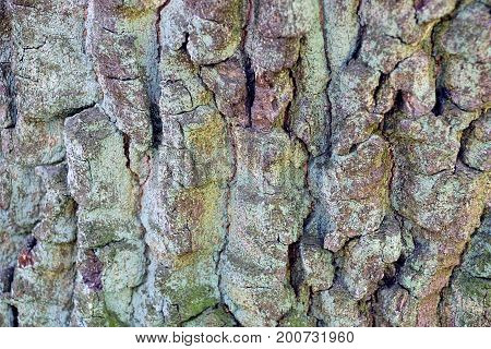 Gray green texture of a bark of a large oak