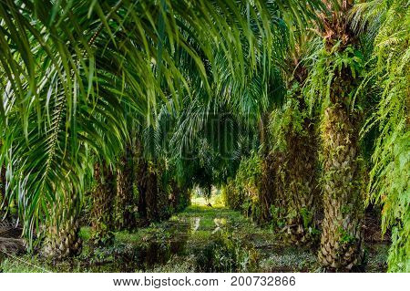 Palm Oil Plantation In Asia. Rural Thailand