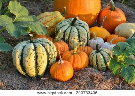 Pumpkins And Sqashes