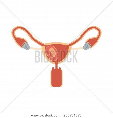 color silhouette of female reproductive system ovaries with fetus human growth semestrer vector illustration