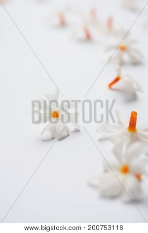 Nyctanthes arbor-tristis or Parijat or prajakt flower typically found in India,asia