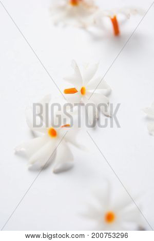 Nyctanthes arbor-tristis or Parijat or prajakt flower typically found in India,asia