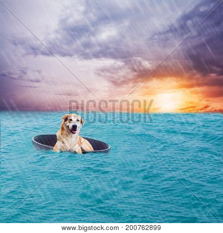 Blurred Brown Dog In A Boat Made From A Cup Floating In The Sea With The Rain Contept.