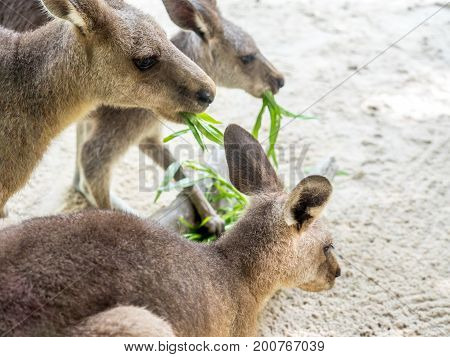 Group of kangaroos feeding in the zoo