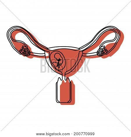 watercolor painted silhouette of female reproductive system ovaries with fetus human growth semestrer vector illustration