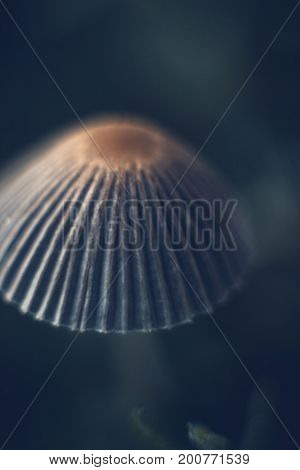 Mushrooms on a summer sunny morning with a blurred background