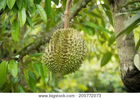 Durian on the tree in the garden
