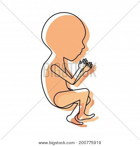 watercolor painted silhouette of side view fetal growth a semestrer vector illustration