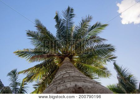 Bottom view of a beautiful palm tree with blue sunny sky