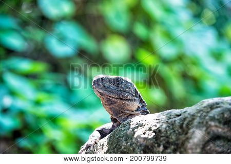 Lizard iguana sitting on grey stone in Honduras on sunny day on blurred green natural background. Wildlife wild animals and nature concept