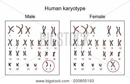 Human chromosomes. Male and female karyotype, 3D illustration