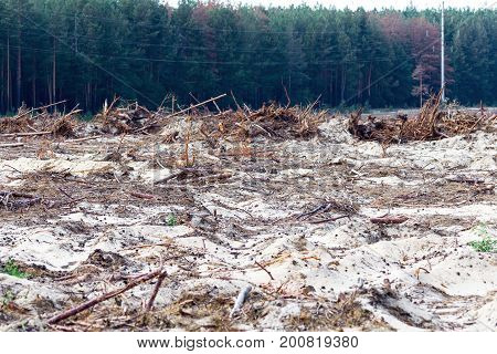 Deforestation. Uprooting Of Roots Of Trees. Chaotic Deforestation In Country With Small Economy Lead