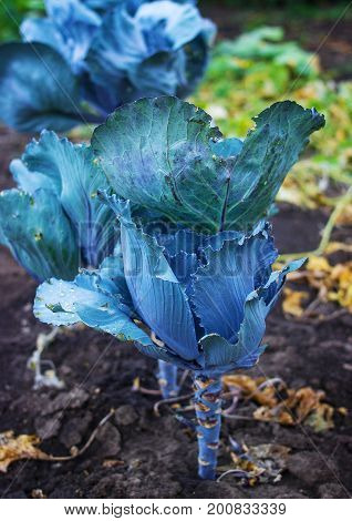 Blue Cabbage Plant.