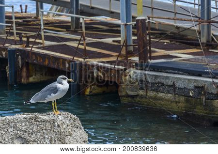 Eolian seagull with attentive look waiting for a fish in the port of Lipari island italy