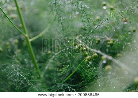 Asparagus Branches Background