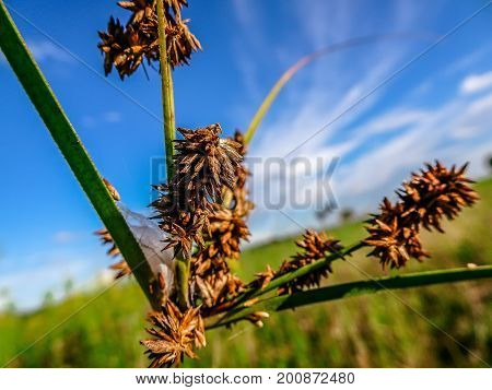 Pine Glades Natural Area In Florida Swamps