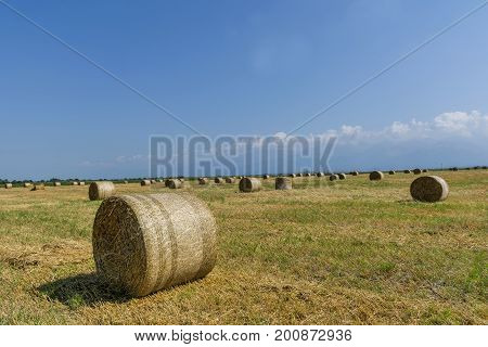 Round bales of straw on cut grain field. Round straw bales in harvested fields and blue sky with clouds. Round bales of hay left in the field after harvesting.
