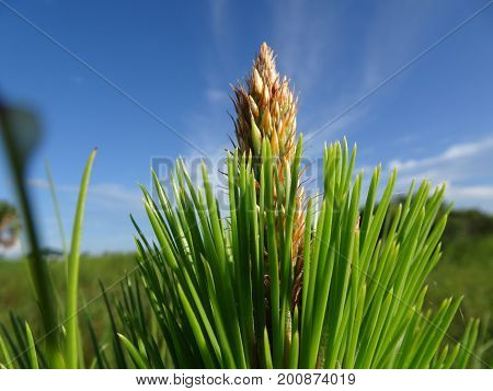 Fern Tree And Blue Skies In Pine Glades Natural Area In Florida Swamps