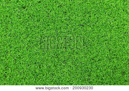 Background Of A Green Grass. Green Grass Texture Green Grass Texture From A Field