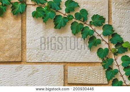 Concrete Material Yellow Colored Wall Texture Framed With Green Plant
