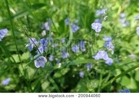Veronica Chamaedrys In Full Bloom In Spring