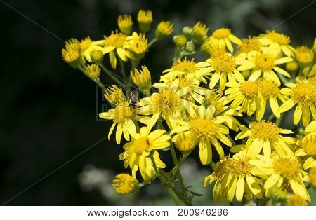 bee at work on lovely yellow flowers