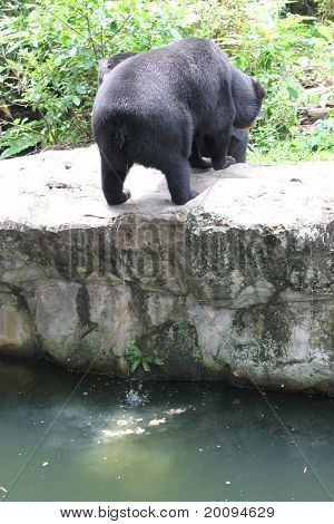 Schwarzbär