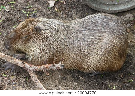 Capybara