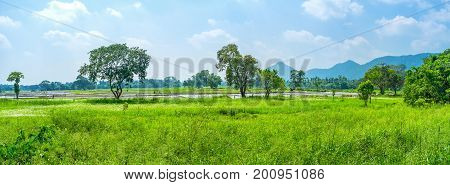 The Rise Fields Of Uva Province
