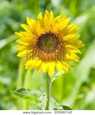A beautiful sunflower (Helianthus) growing on a sunny day