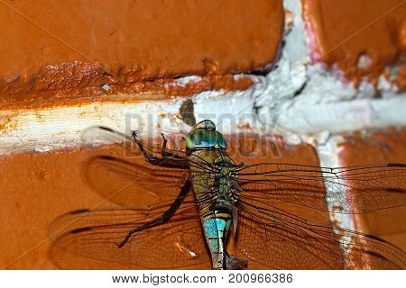 A large predator dragonfly sits on a painted brick wall