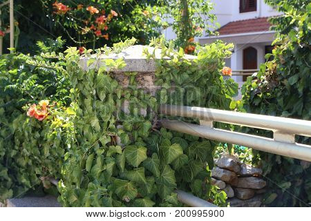 Ivy / Ivy - creeping shrubs clinging to their adventitious roots of the walls, tree trunks, and so on.