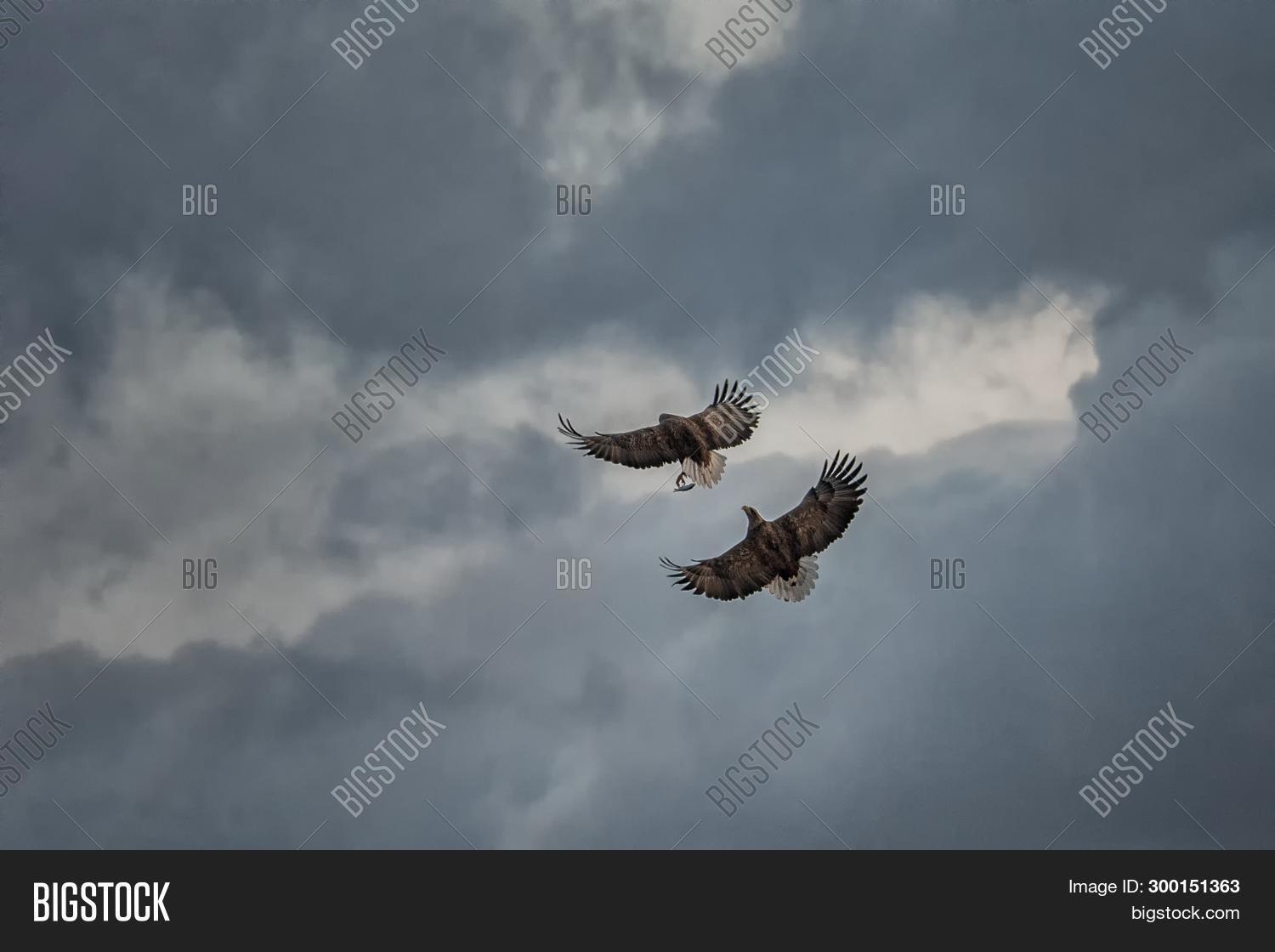 Two Eagles Fighting Image Photo Free Trial Bigstock