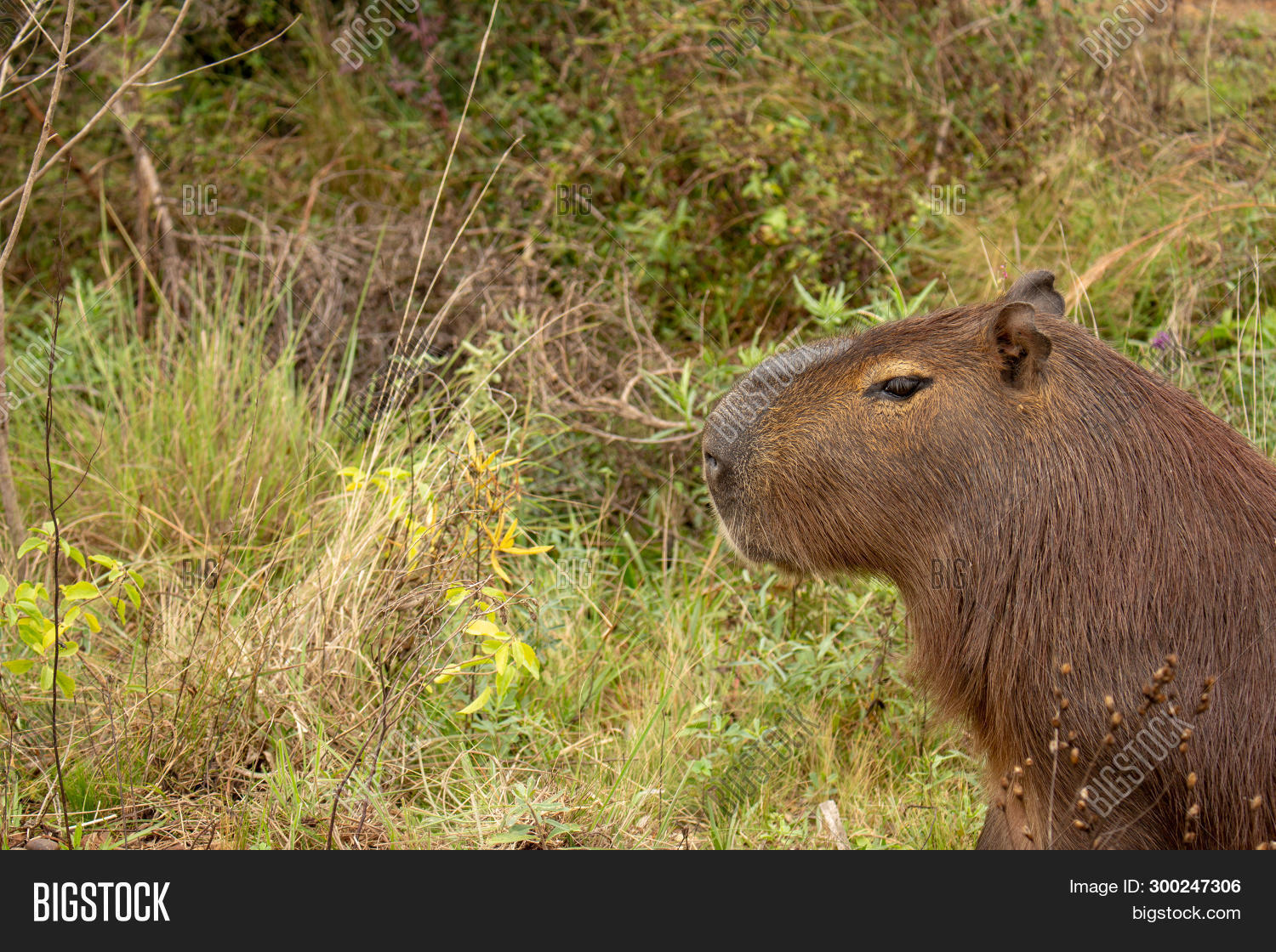 Largest Rodent World Image Photo Free Trial Bigstock