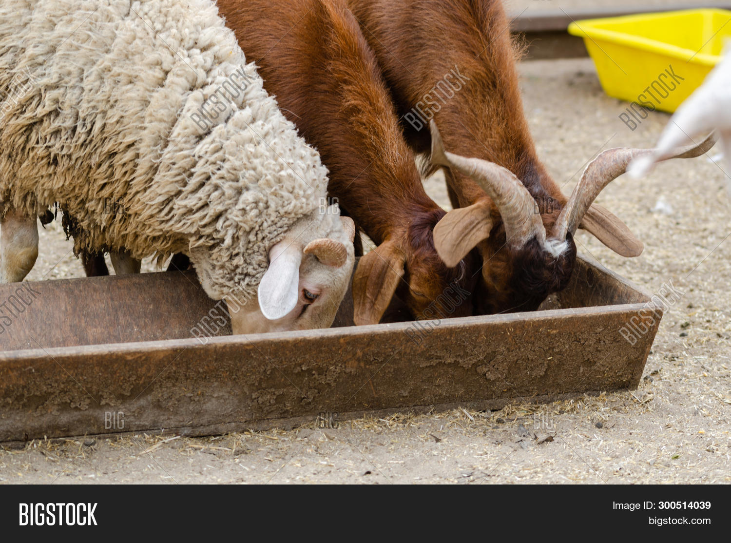 Sheep Goats Eating Image & Photo (Free Trial) Bigstock
