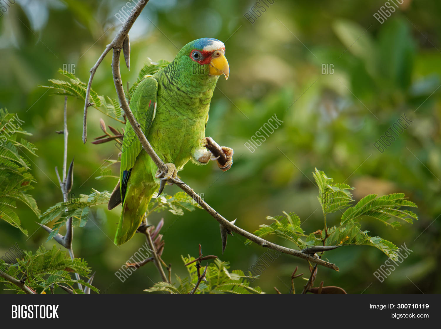 Whitefronted Amazon Image & Photo (Free Trial) Bigstock