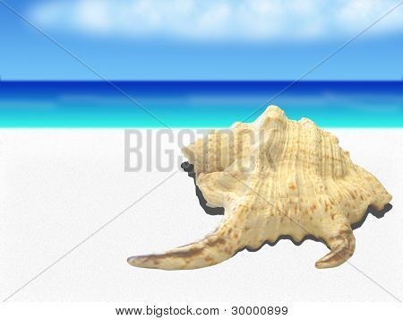 Морская раковина