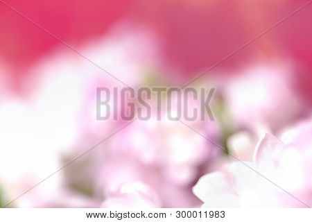 Pastel Pink Background With Pink And White Lilac Flowers