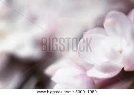 Pastel Pink Background With Pink And White Lilac Flowers