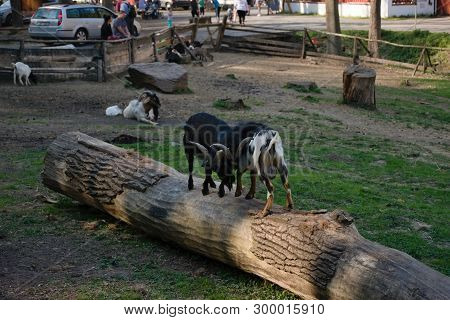 Oparno, Czech Republic - April 20, 2019: Goats In Oparenske Udoli Valley In Spring