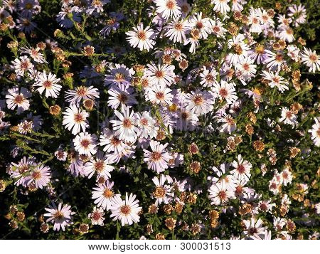 Gerbera Flowers As Nature Background. Daisy Gerbera Flowers, Summer Nature.
