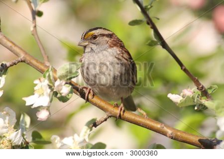 Bianco – Throated Sparrow (Zonotrichia Albicollis)