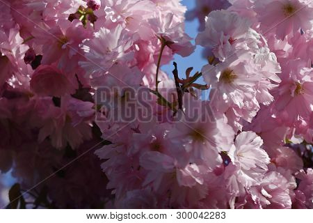 Pink Japanesecherry Tree Blossoms In My Garden