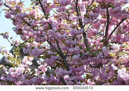 Japanese Cherry Tree Blossoms Close Up In My Garden