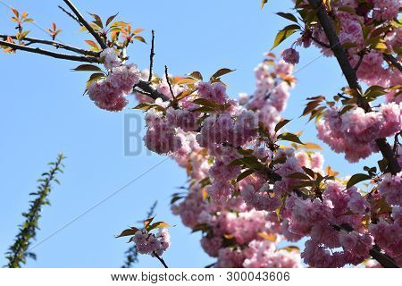 Pink Japanese Cherry Tree Blossoms In My Garden